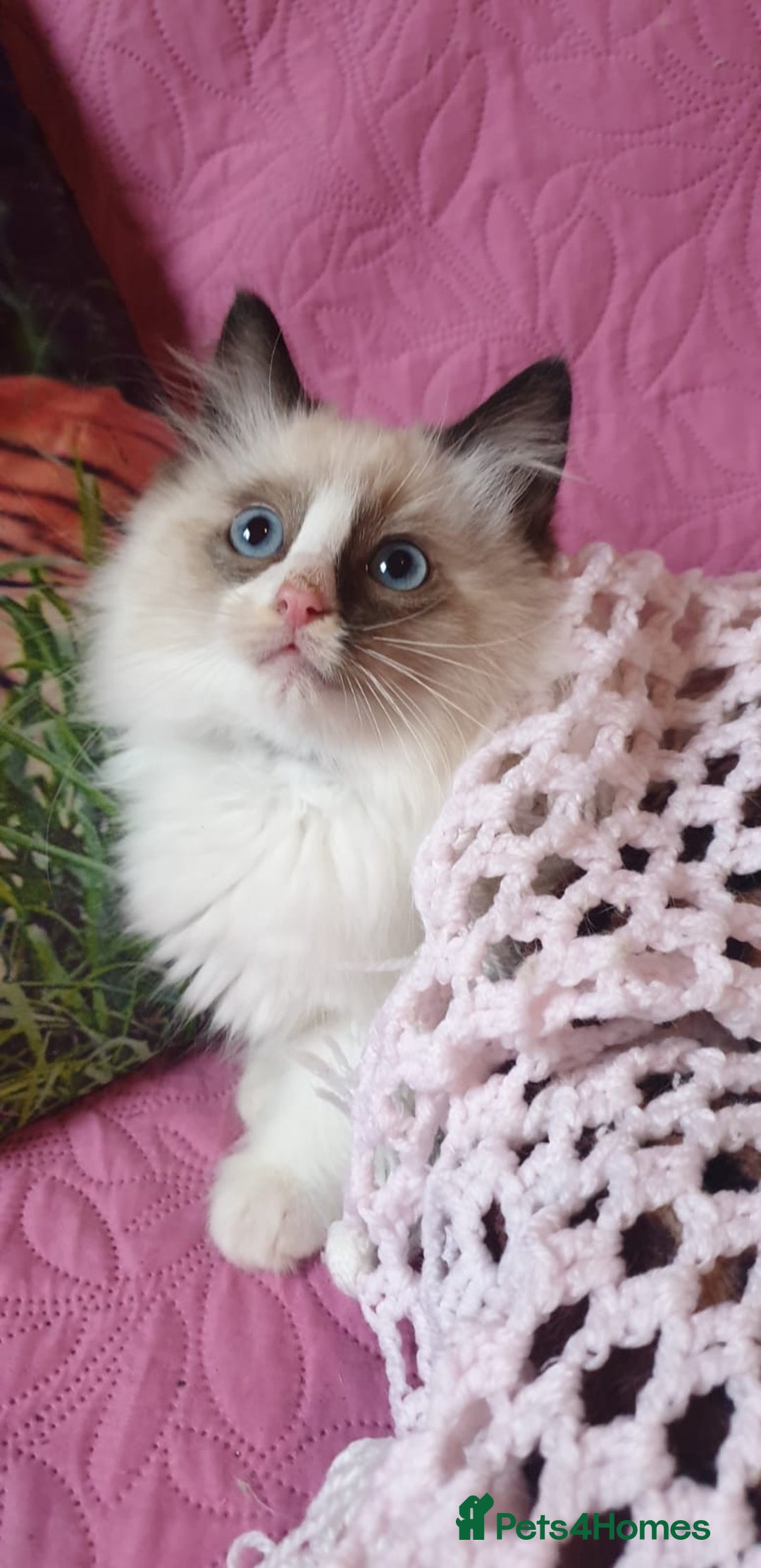 Ragdoll cats for sale: 💖Beautiful GCCF Registered Ragdoll Kittens. - Image 25