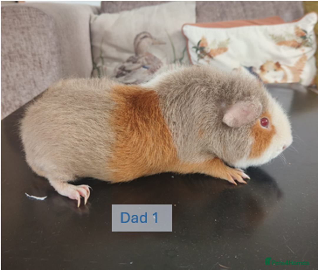 Guinea Pig rodents for sale: Teddy (& teddy satin carrier) guinea pigs for sale - Image 15