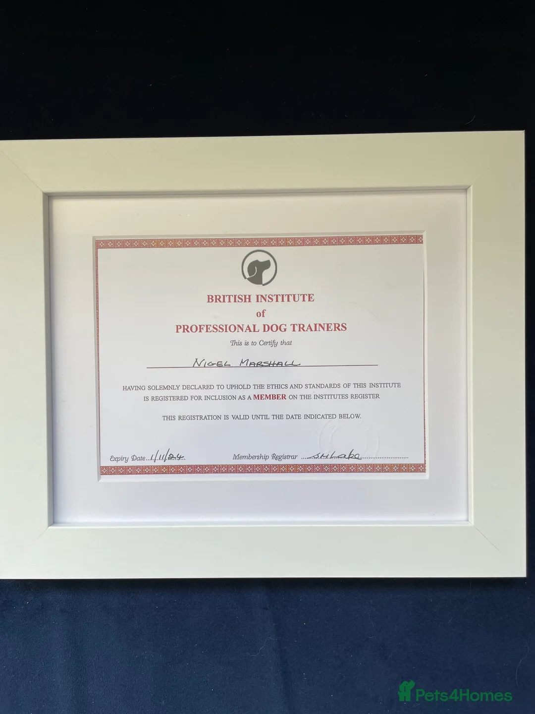 Mini Goldendoodle dogs for sale: F1 pups via a LICENSED BREEDER & POLICE K9 TRAINER - Advert 29