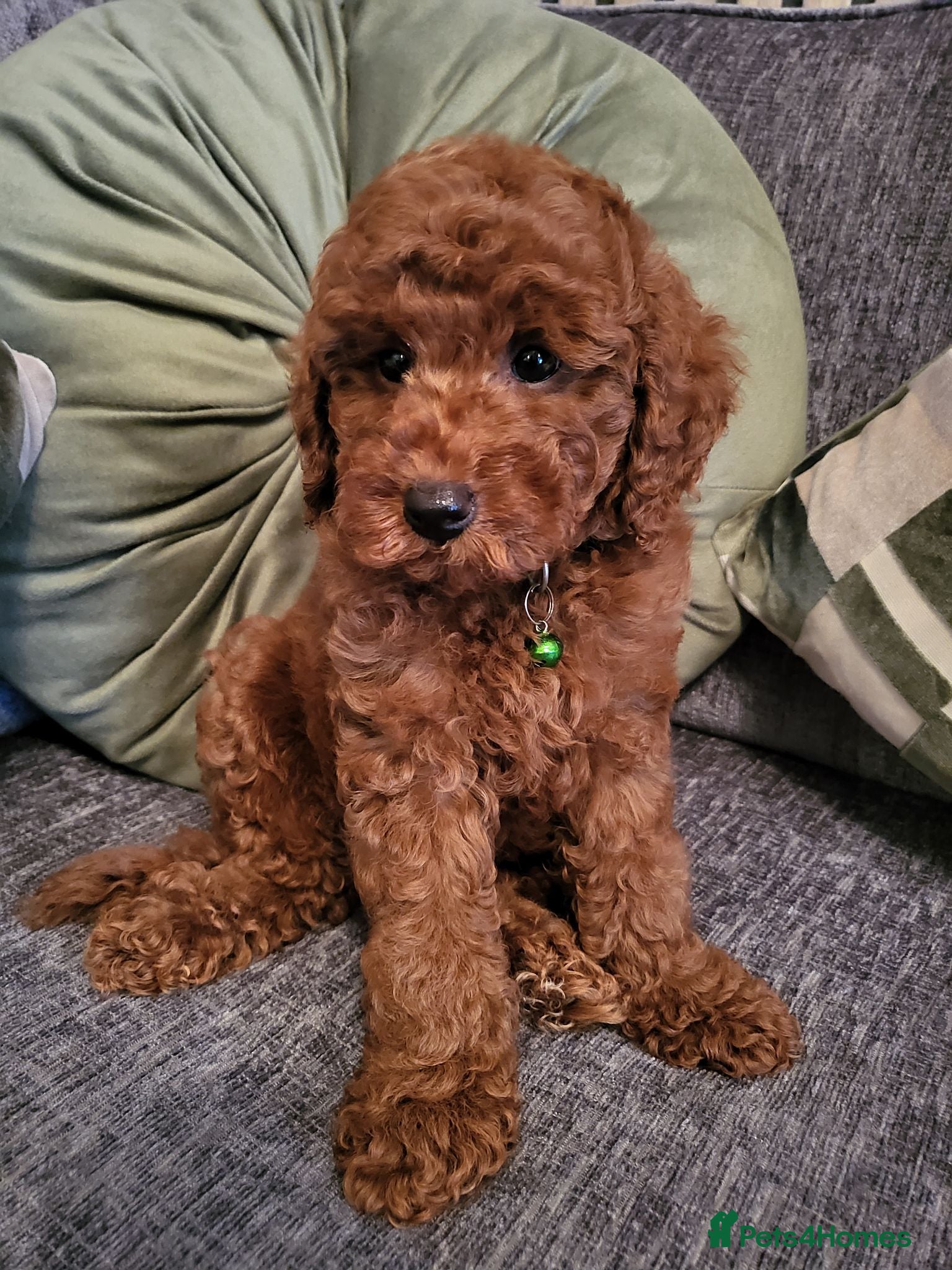 Miniature Poodle dogs KC Registered miniature poodle (Ready now) - Advert 2
