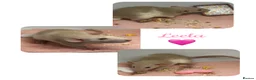 Rat rodents for sale: Baby Dumbo Rats  - Advert 5