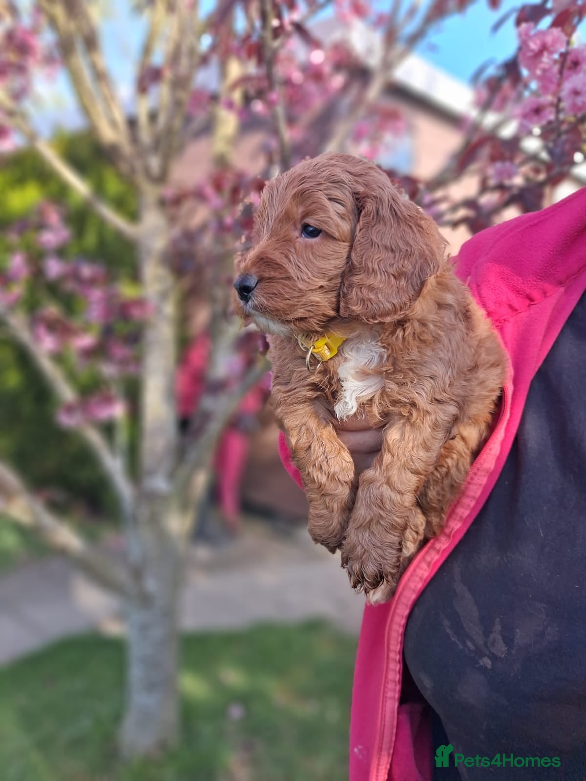 Cockapoo dogs Genuine cockerpoos resdy to reserve - Advert 12