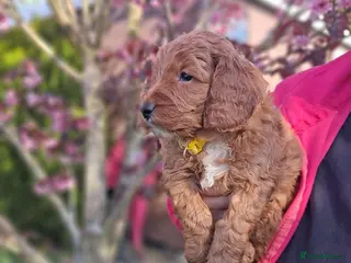 Cockapoo dogs Genuine cockerpoos resdy to reserve - Advert 12