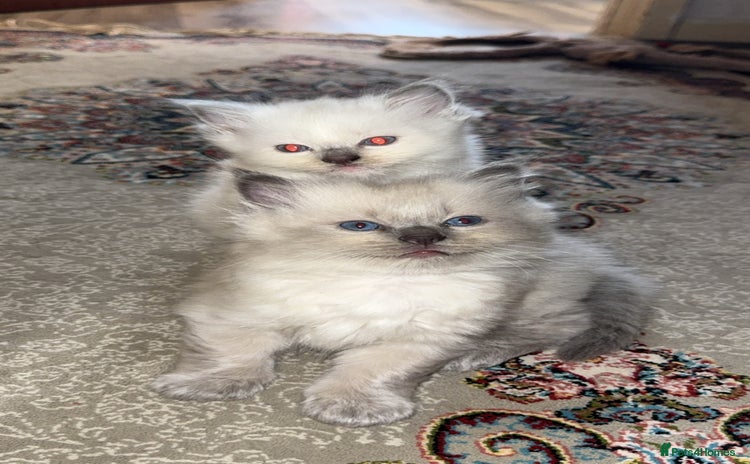 Ragdoll cats - Advert 6