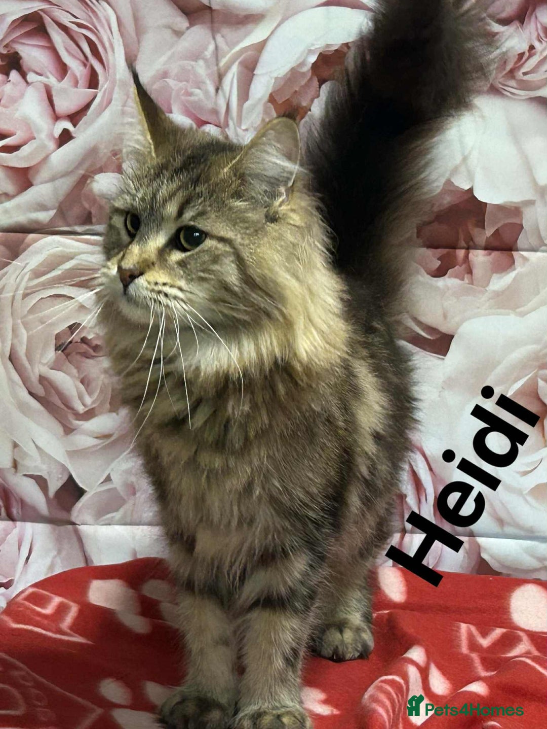 Maine Coon cats for sale: TICA Registered Maine Coon Kittens.  READY NOW  - Image 8