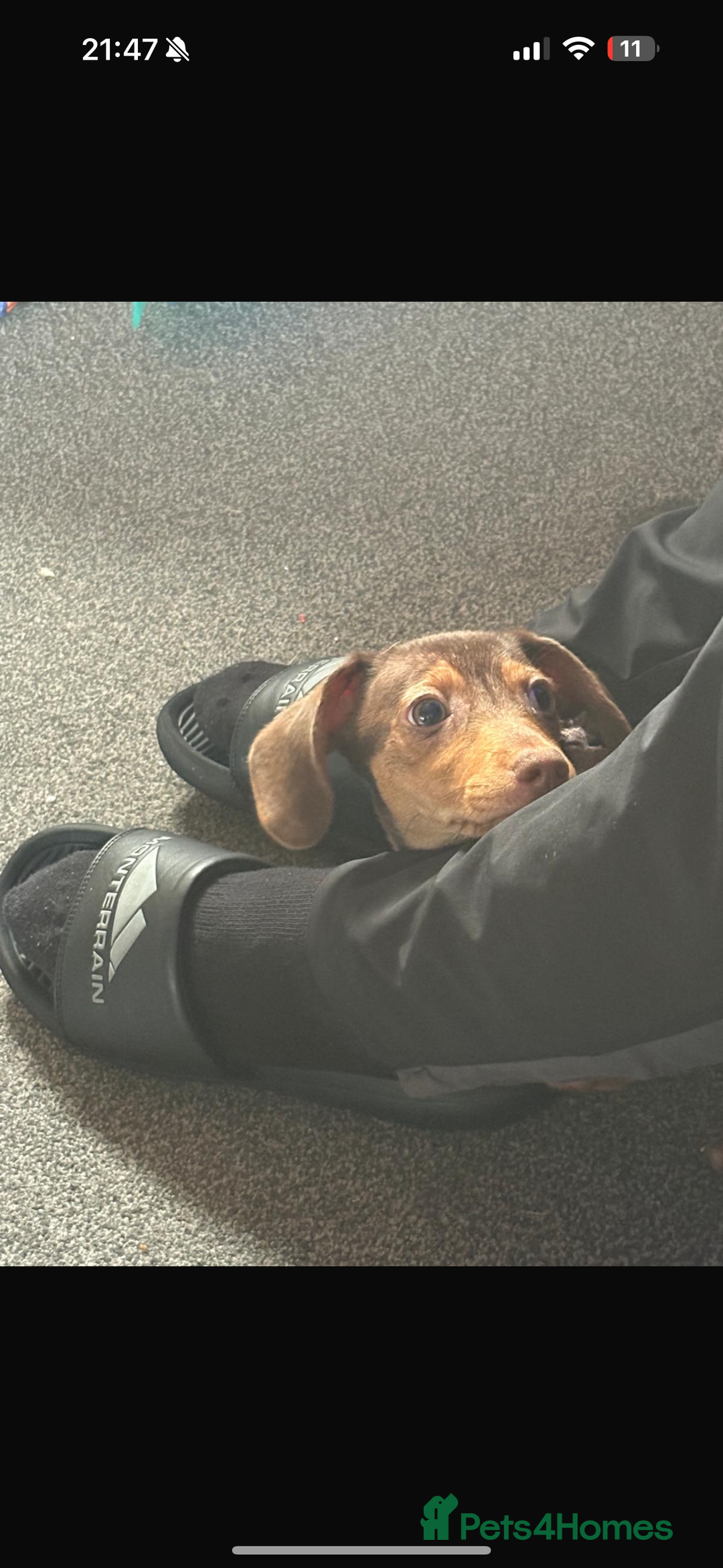 Dachshund dogs for sale: Dachshund  - Image 2