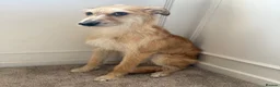 Mixed Breed dogs for sale: Whippet x lurcher pups in Stanley - Advert 30