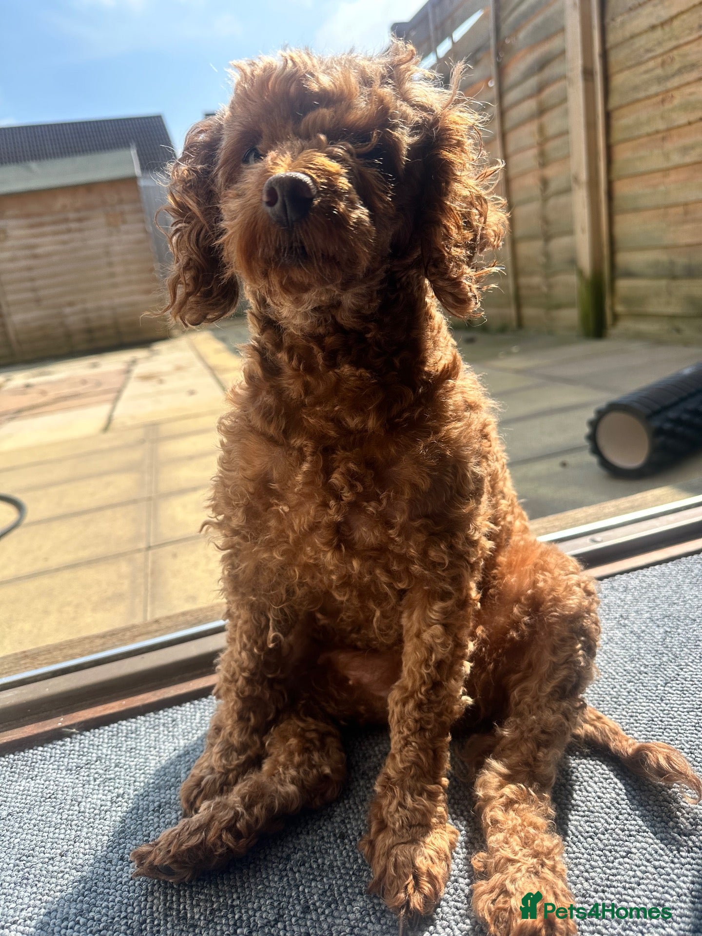 Miniature Poodle dogs Pedigree Miniature Poodles - Advert 1