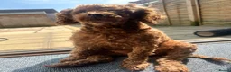 Miniature Poodle dogs for sale: Pedigree Miniature Poodles - Advert 1