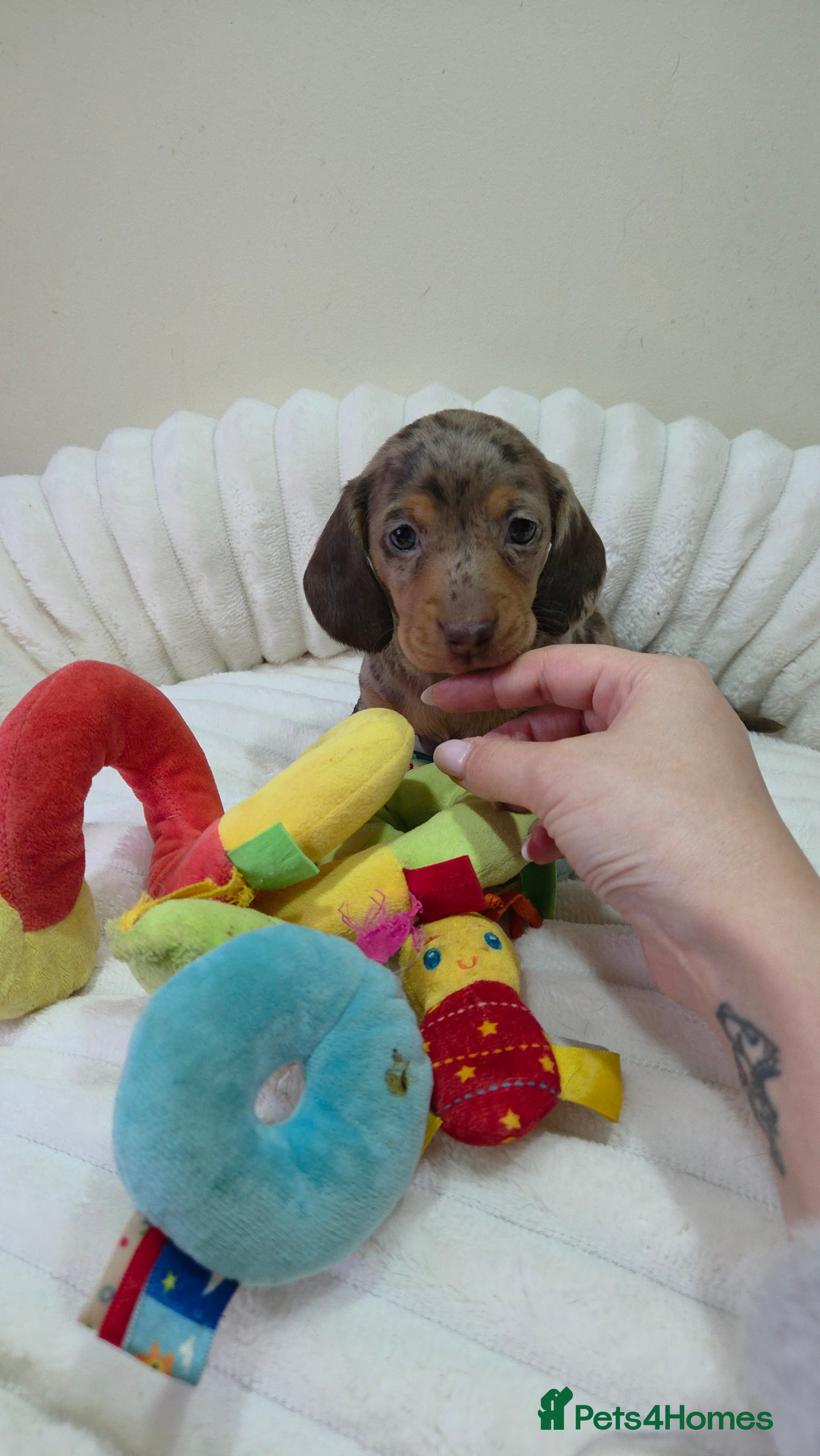 Miniature Dachshund dogs Kc Miniature Dachshunds  puppies  - Advert 17