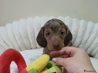 Miniature Dachshund dogs Kc Miniature Dachshunds puppies - Advert 17