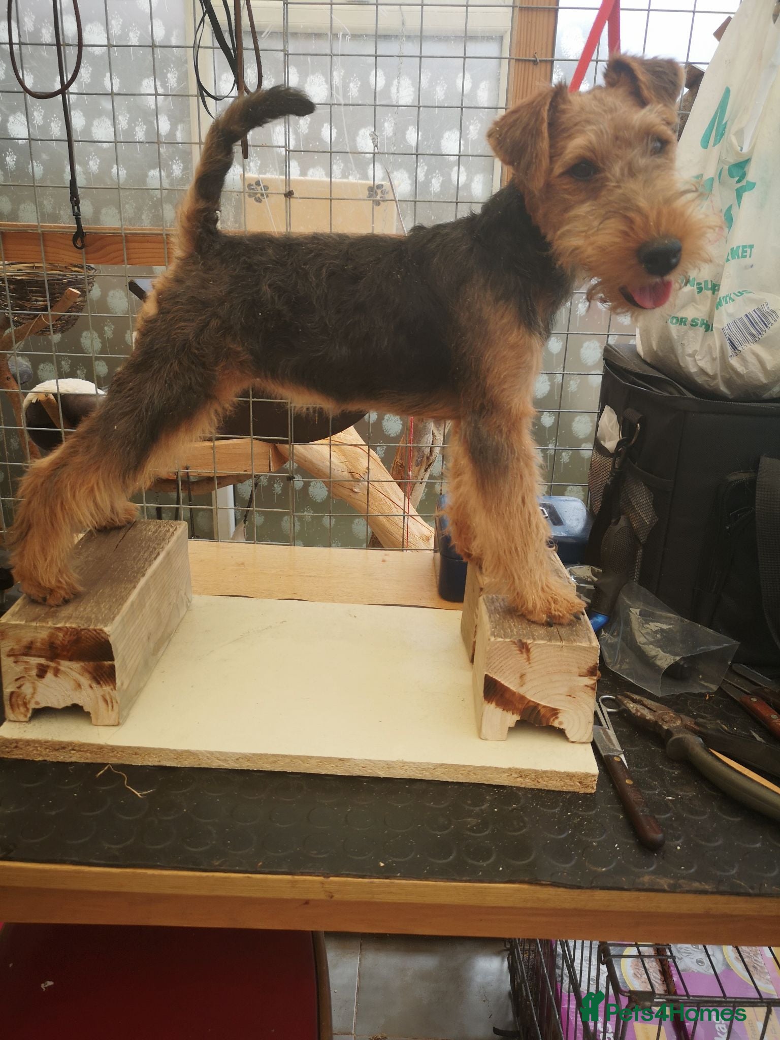 Welsh Terrier dogs Beautiful Welsh terrier puppy girl - Advert 7