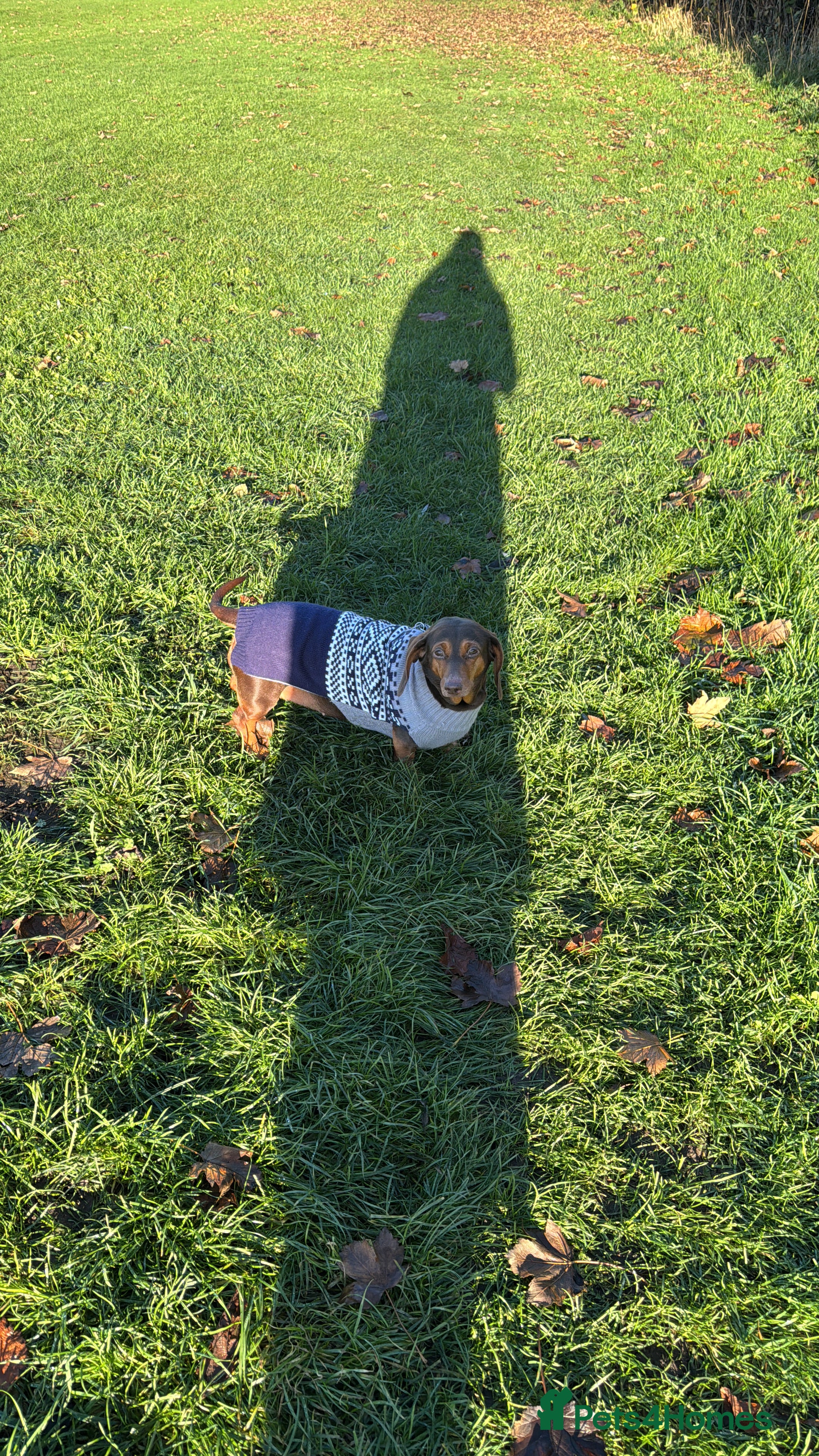 Dachshund dogs Miniature smooth haired dachshund - Advert 1