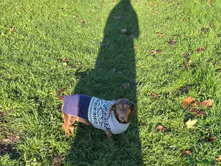 Dachshund dogs Miniature smooth haired dachshund - Advert 12