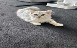 Siberian cats for sale: Adorable Siberian Kitten - Image 8