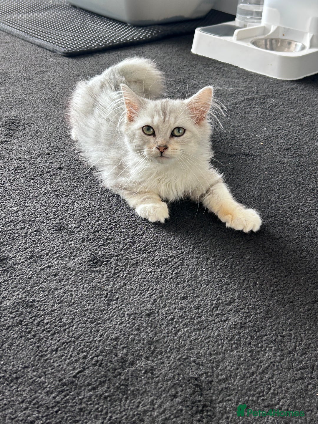 Siberian cats for sale: Adorable Siberian Kitten - Image 8