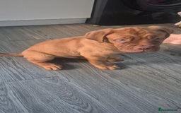 Dogue De Bordeaux dogs for sale: Dogue de bordeux  puppies  - Image 12