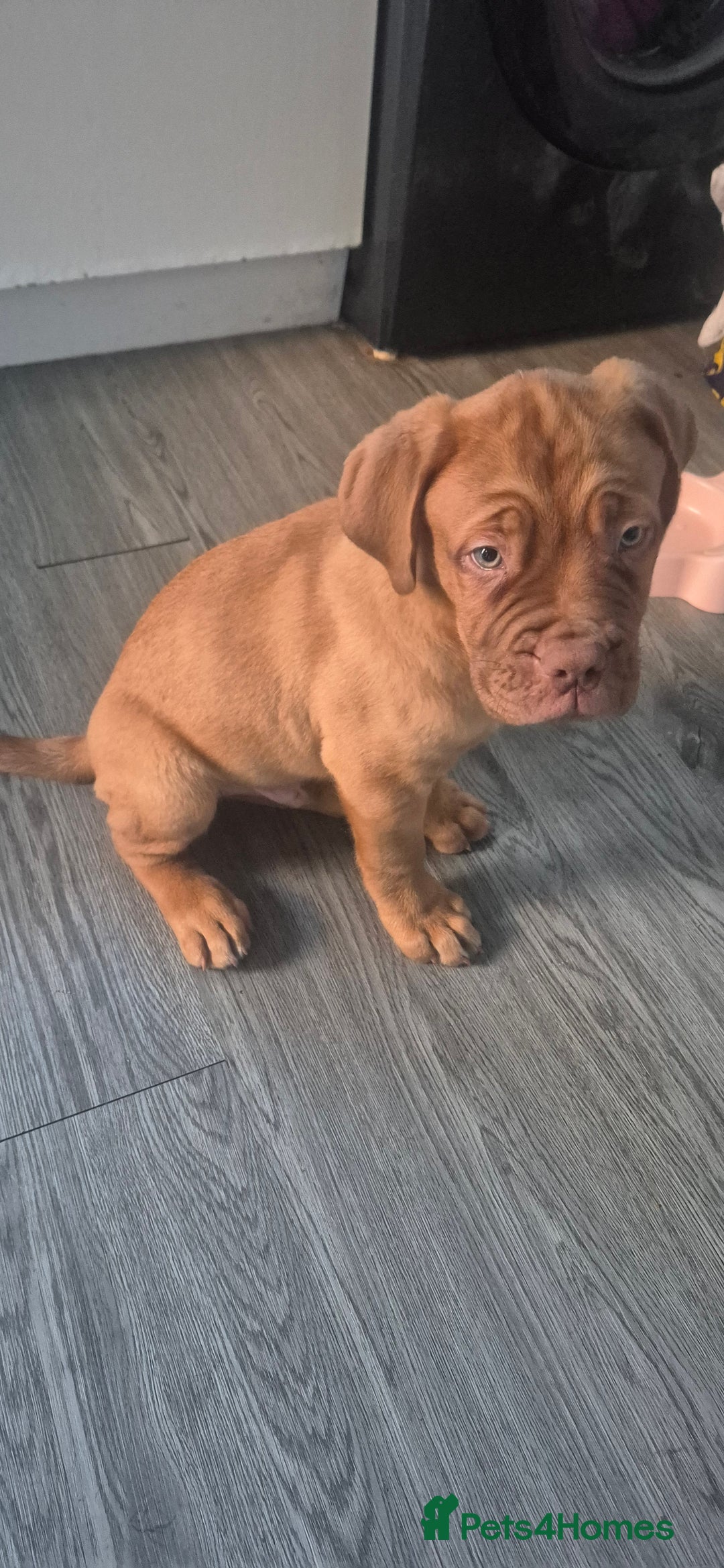 Dogue De Bordeaux dogs for sale: Dogue de bordeux  puppies  - Image 12