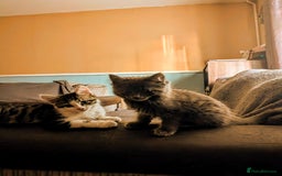 British Longhair cats for sale: Two kittens brother and sister  - Image 1