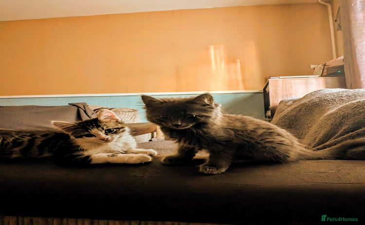 British Longhair cats - Advert 2