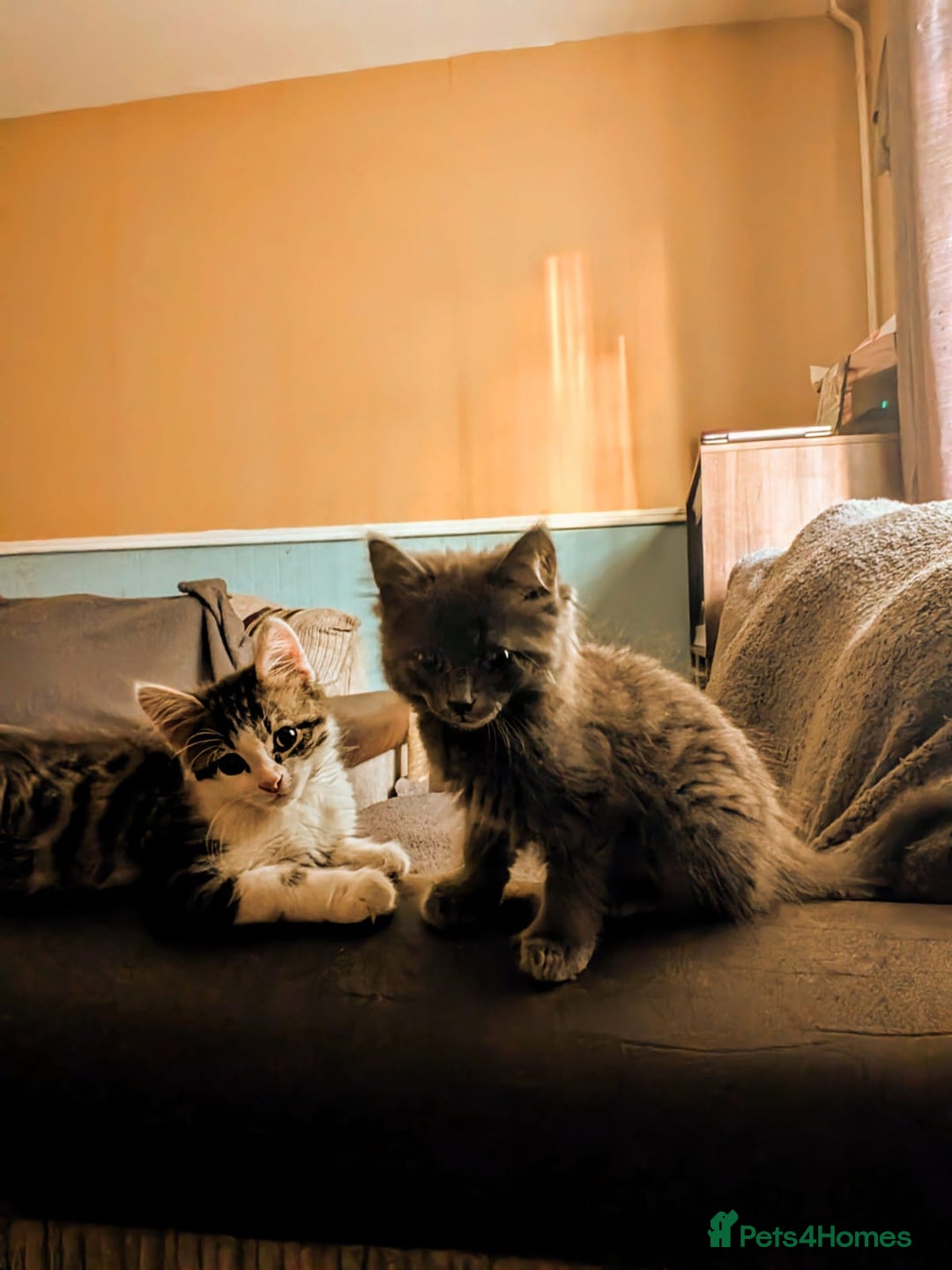 British Longhair cats for sale: Two kittens brother and sister  - Image 1