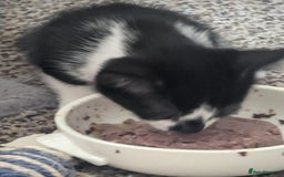 Mixed Breed cats for sale: Kitten - Image 3
