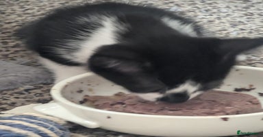 Mixed Breed cats - Advert 10