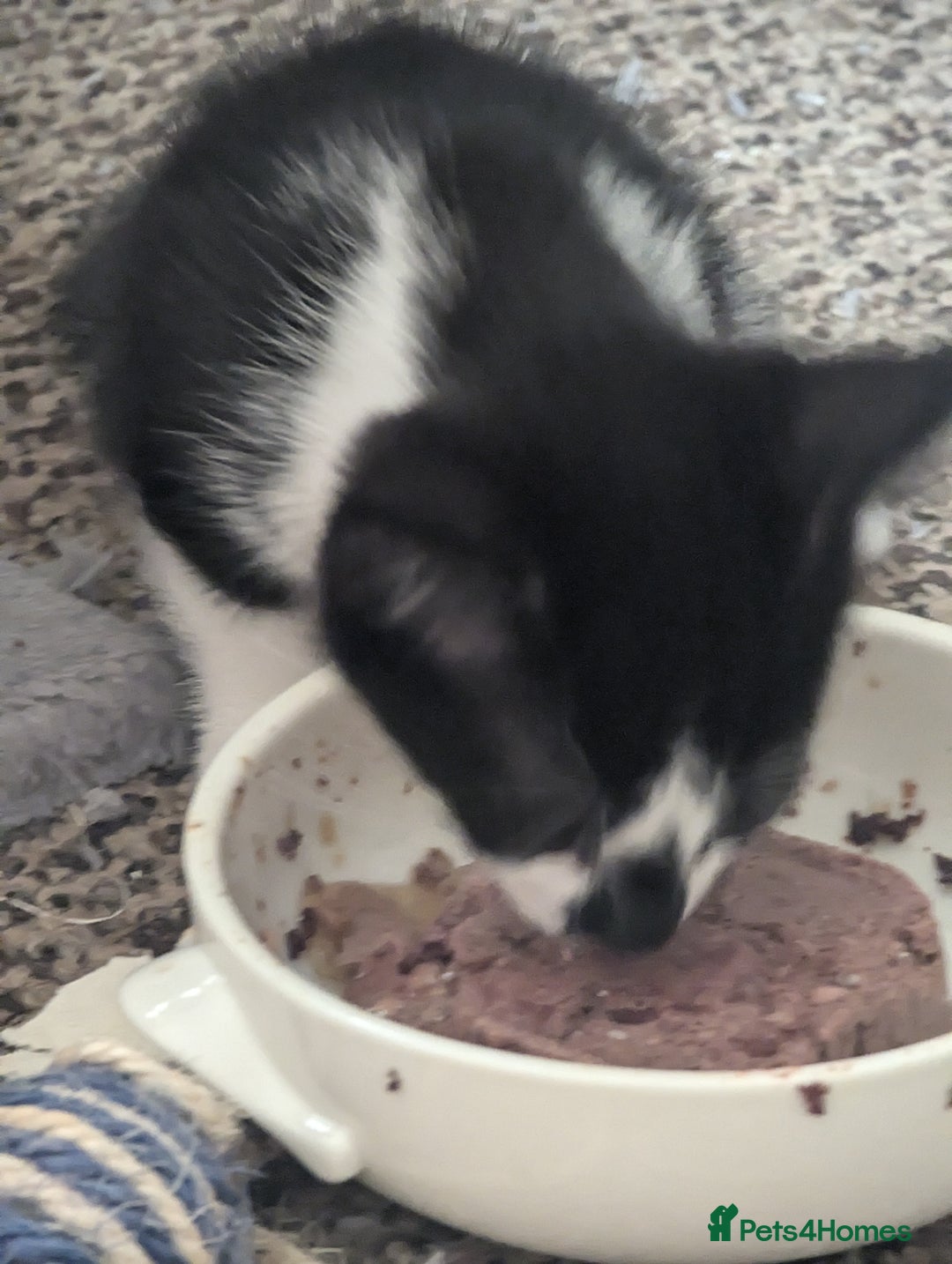 Mixed Breed cats for sale: Kitten - Image 3