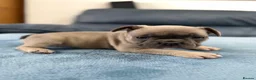 French Bulldog dogs for sale: Beautiful frenchie puppies  - Advert 21