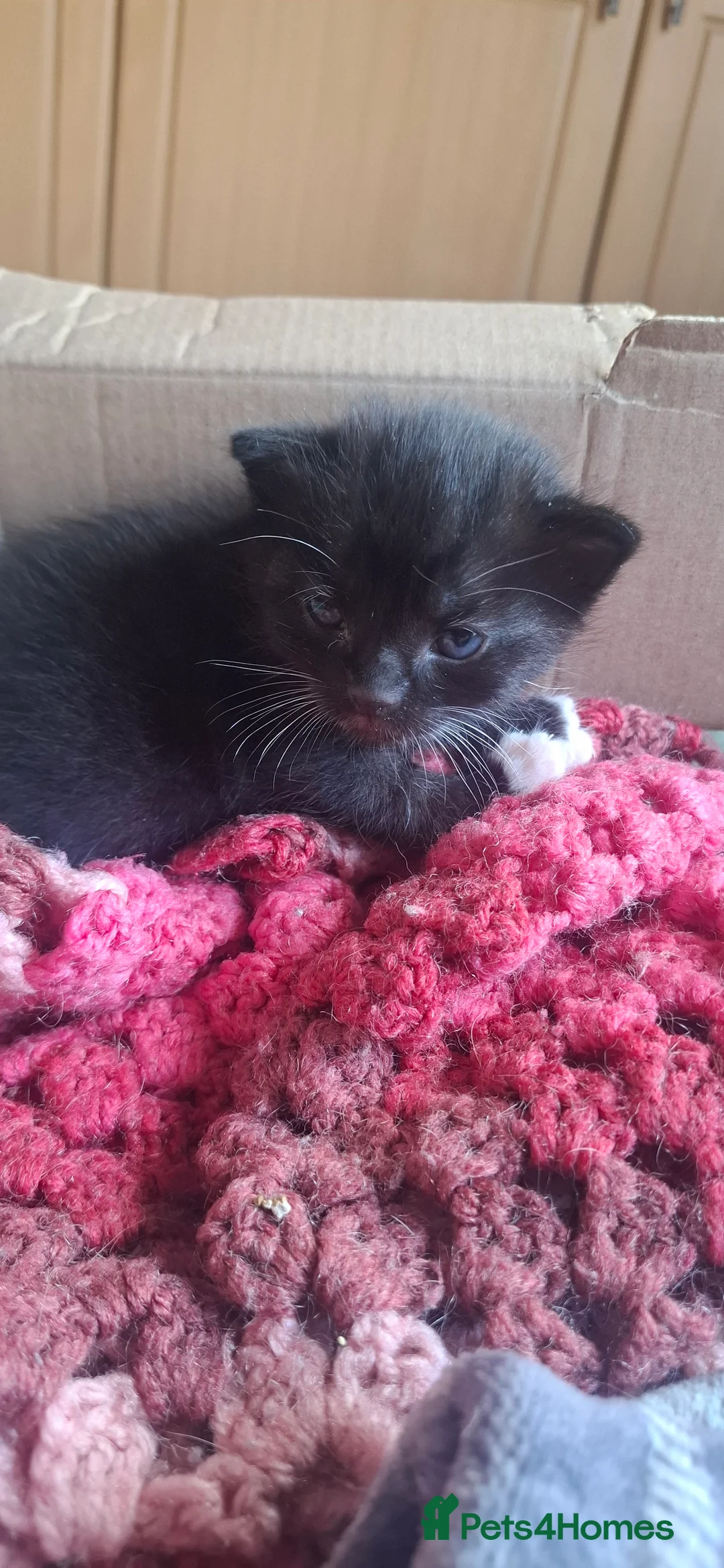 Mixed Breed cats for sale: Adorable kittens for sale - Advert 2