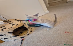 Burmese cats for sale: Beautiful Pedigree Burmese Kittens - Image 10