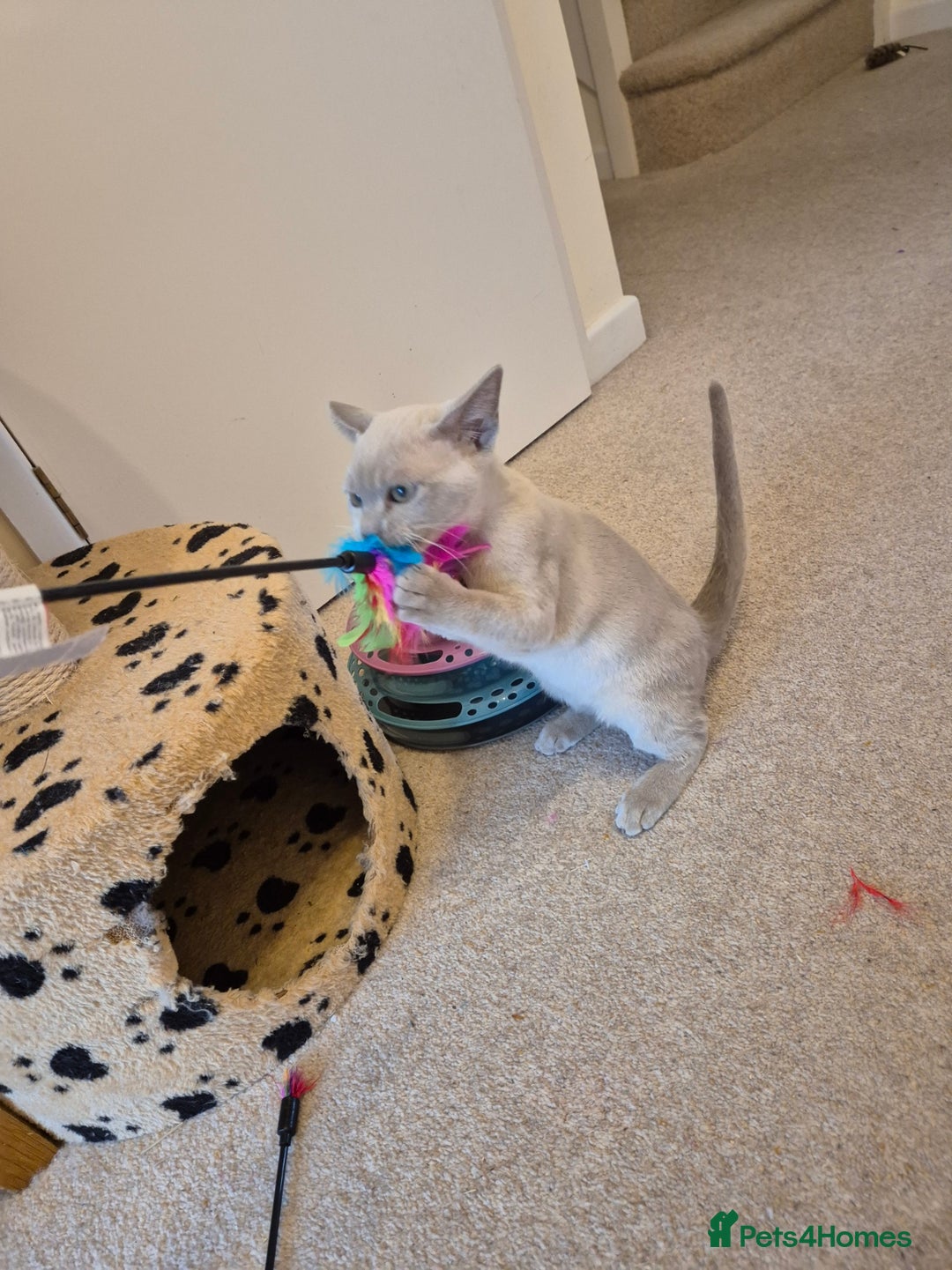 Burmese cats for sale: Beautiful Pedigree Burmese Kittens - Image 10