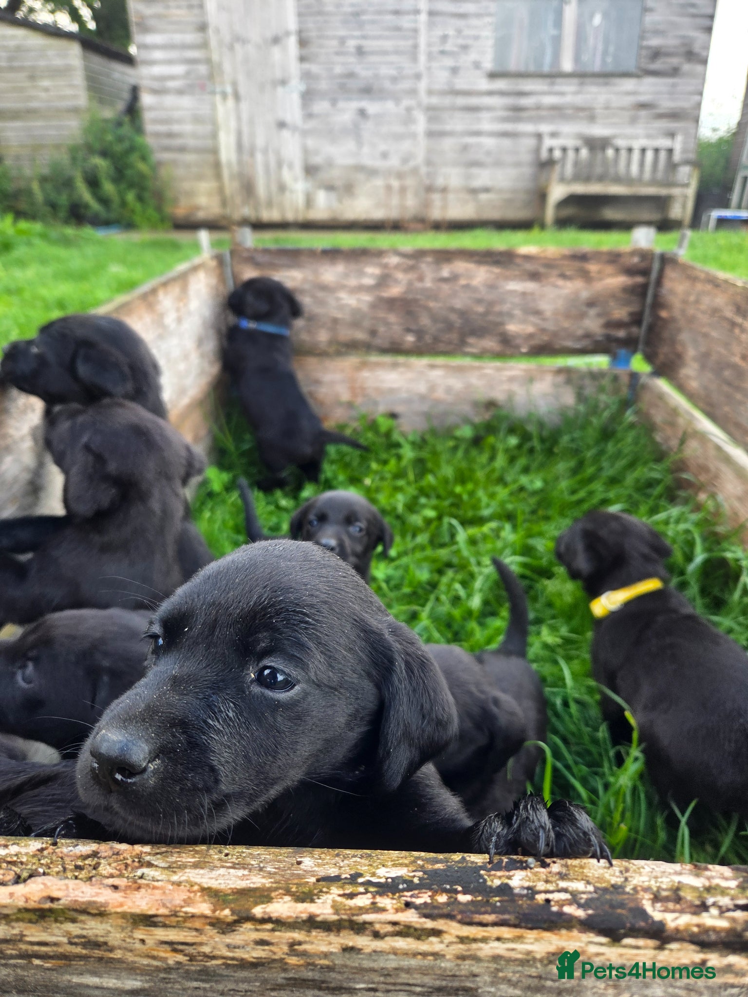 Labrador Retriever dogs for sale: Lovely working labrador puppies  in Bedale - Advert 5