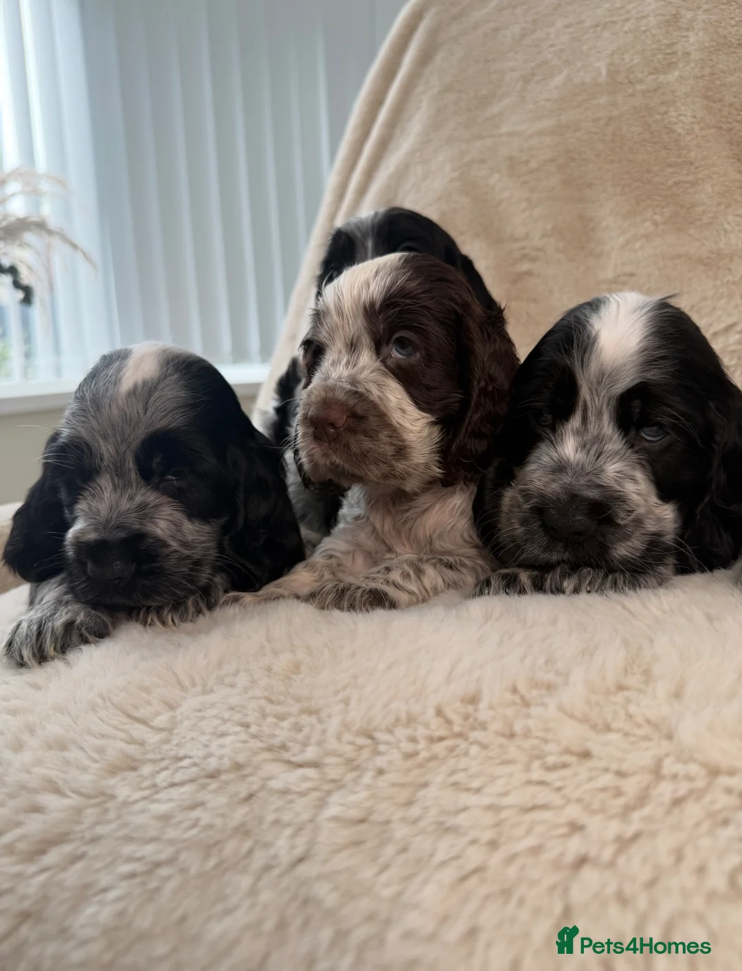 Cocker Spaniel dogs for sale: Top Quality KC Show Cocker Spaniel Puppies  - Advert 1
