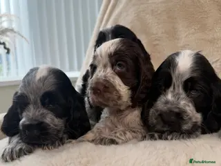 Cocker Spaniel dogs Top Quality KC Show Cocker Spaniel Puppies - Advert 14