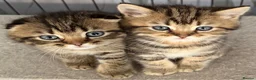 Scottish Fold cats for sale: Scottish Fold kittens  - Advert 3