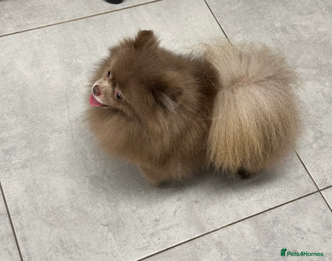 Pomeranian dogs for stud: Lilac and tan carrier tiny boy for stud in Lanark - Advert 2