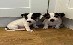 Jack Russell dogs for sale: Traditional Jack Russell Puppies  - Image 8