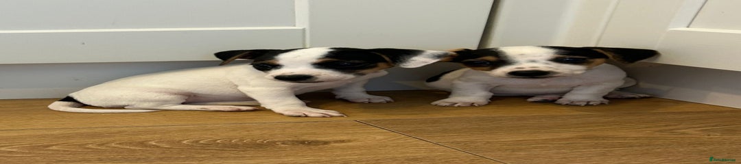 Jack Russell Puppy 3