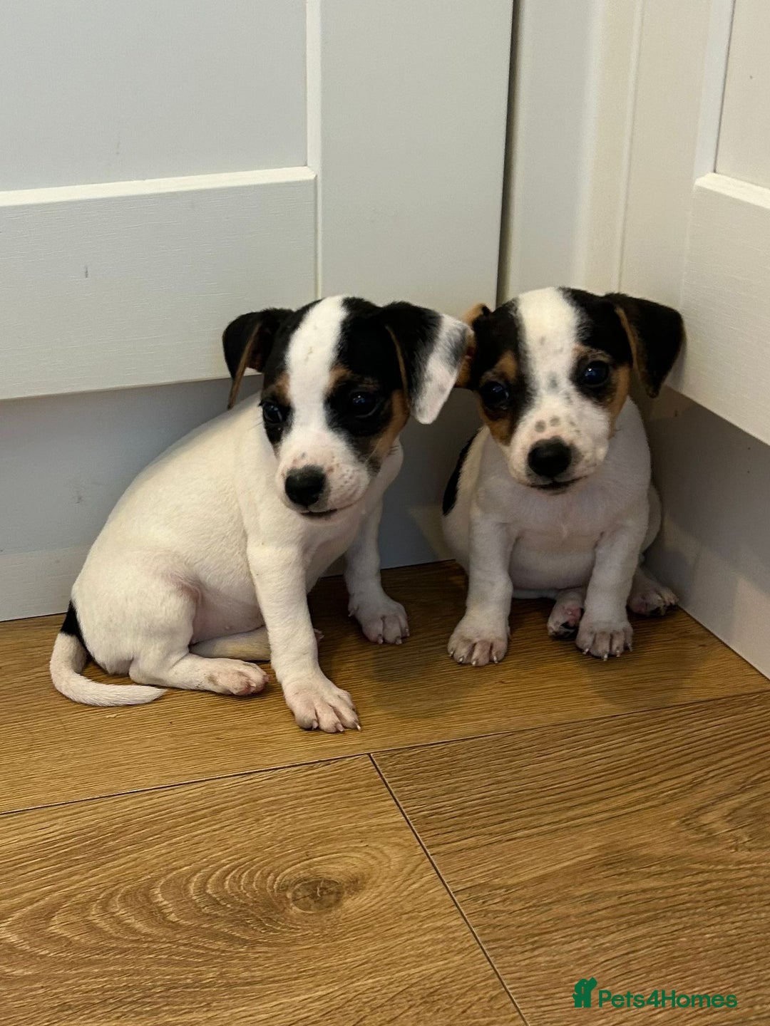 Jack Russell dogs for sale: Traditional Jack Russell Puppies  - Image 8