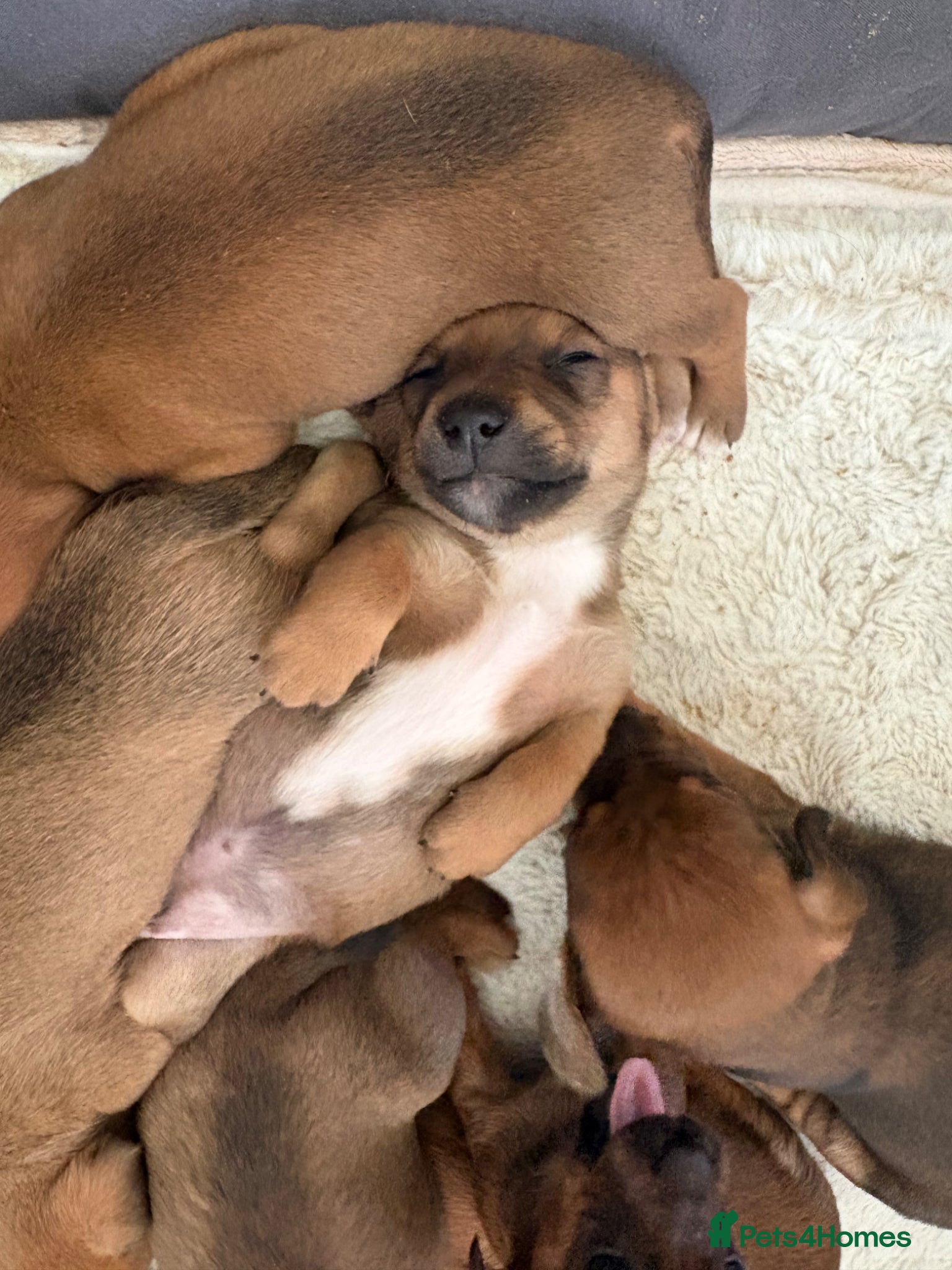 Jackshund dogs Gorgeous Jackshund (JRT x Dachshund) pups - Advert 2