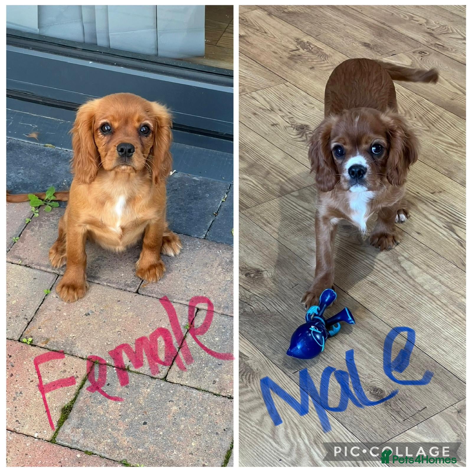 Cavalier King Charles Spaniel dogs Fully vaccinated KC HEALTH TESTED CAVALIER PUPPIES - Advert 1