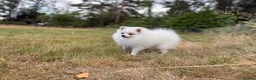 Pomeranian dogs for sale: Beautiful Purebred Pomeranian Female 5½ Months Old - Advert 8