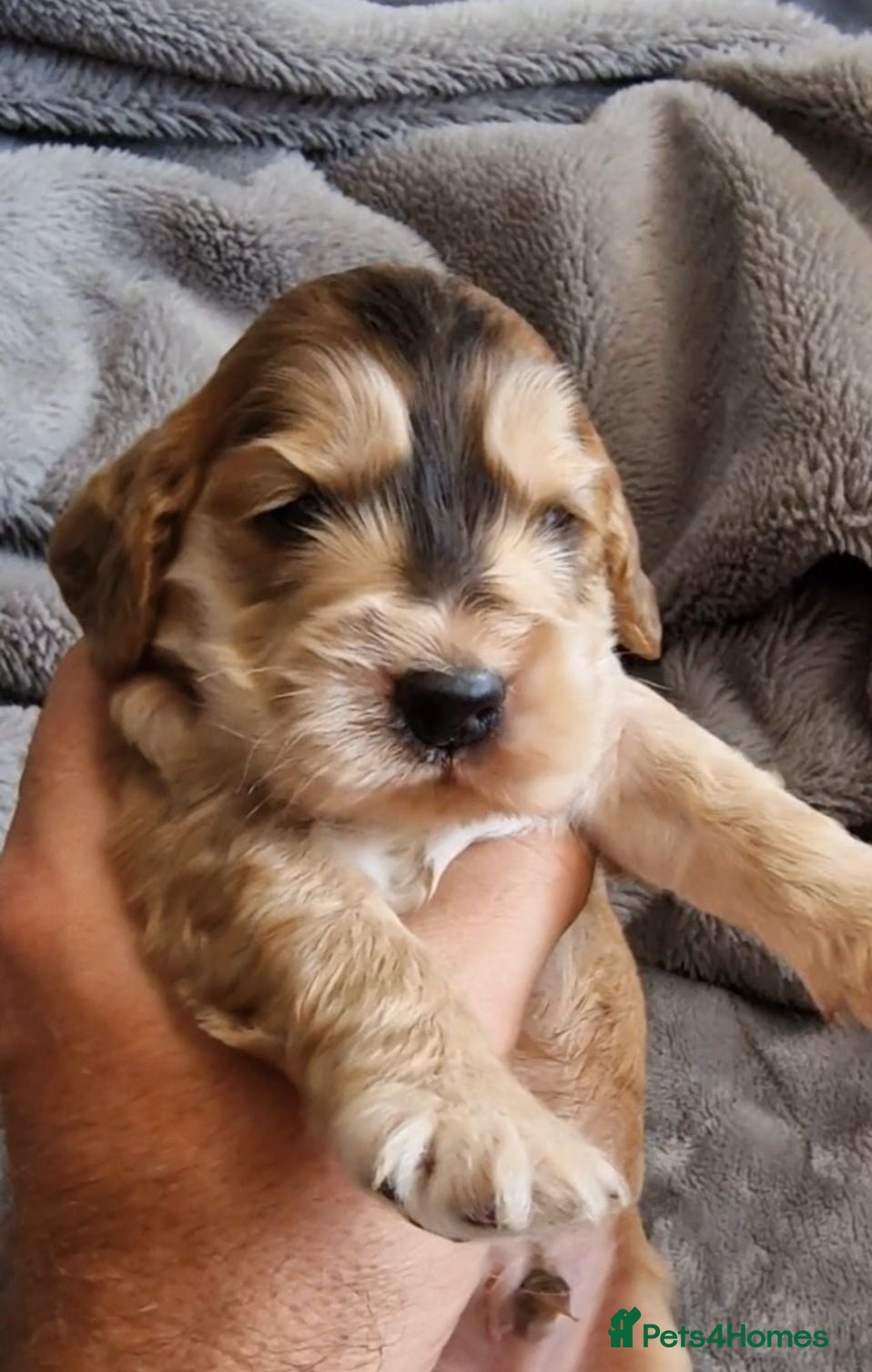 Cocker Spaniel dogs Show Type Cocker Spaniels - Advert 5