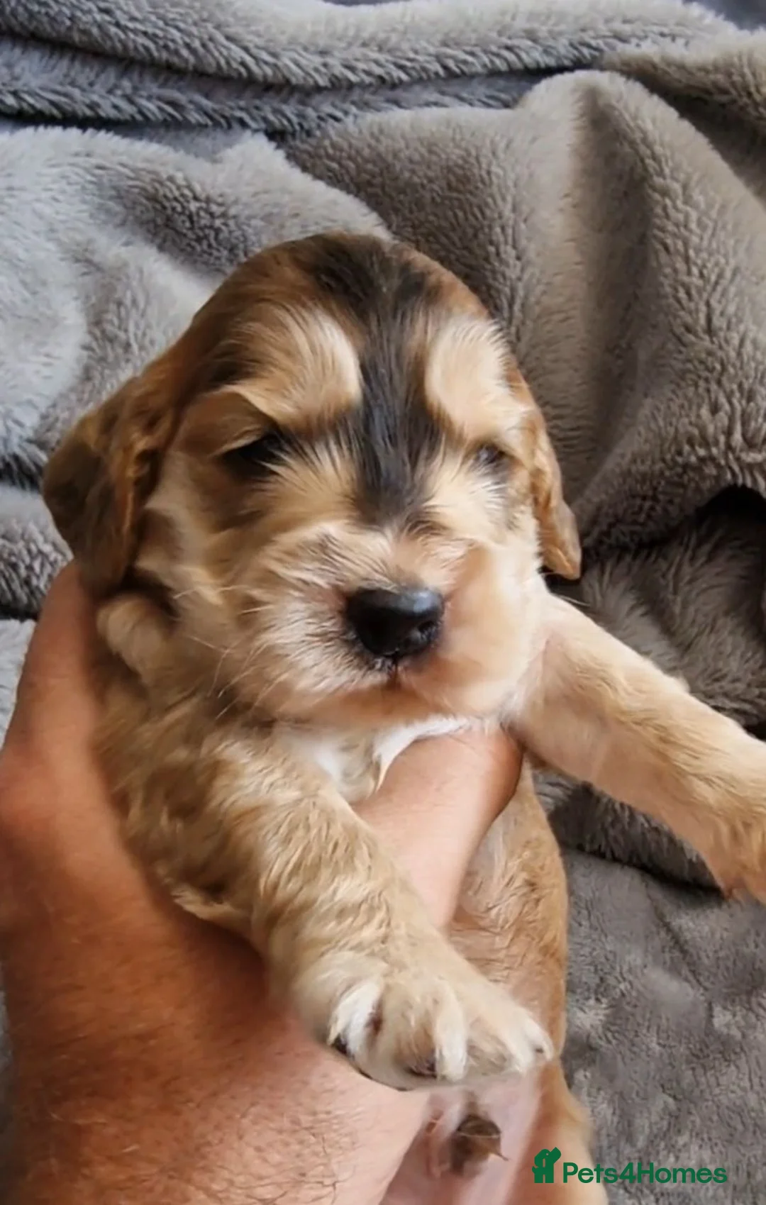 Cocker Spaniel dogs for sale: Show Type Cocker Spaniels - Advert 1