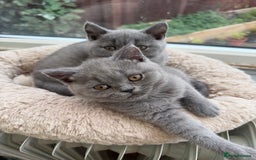 British Shorthair cats for sale: Rare Coloured British Shorthair kittens - Image 15
