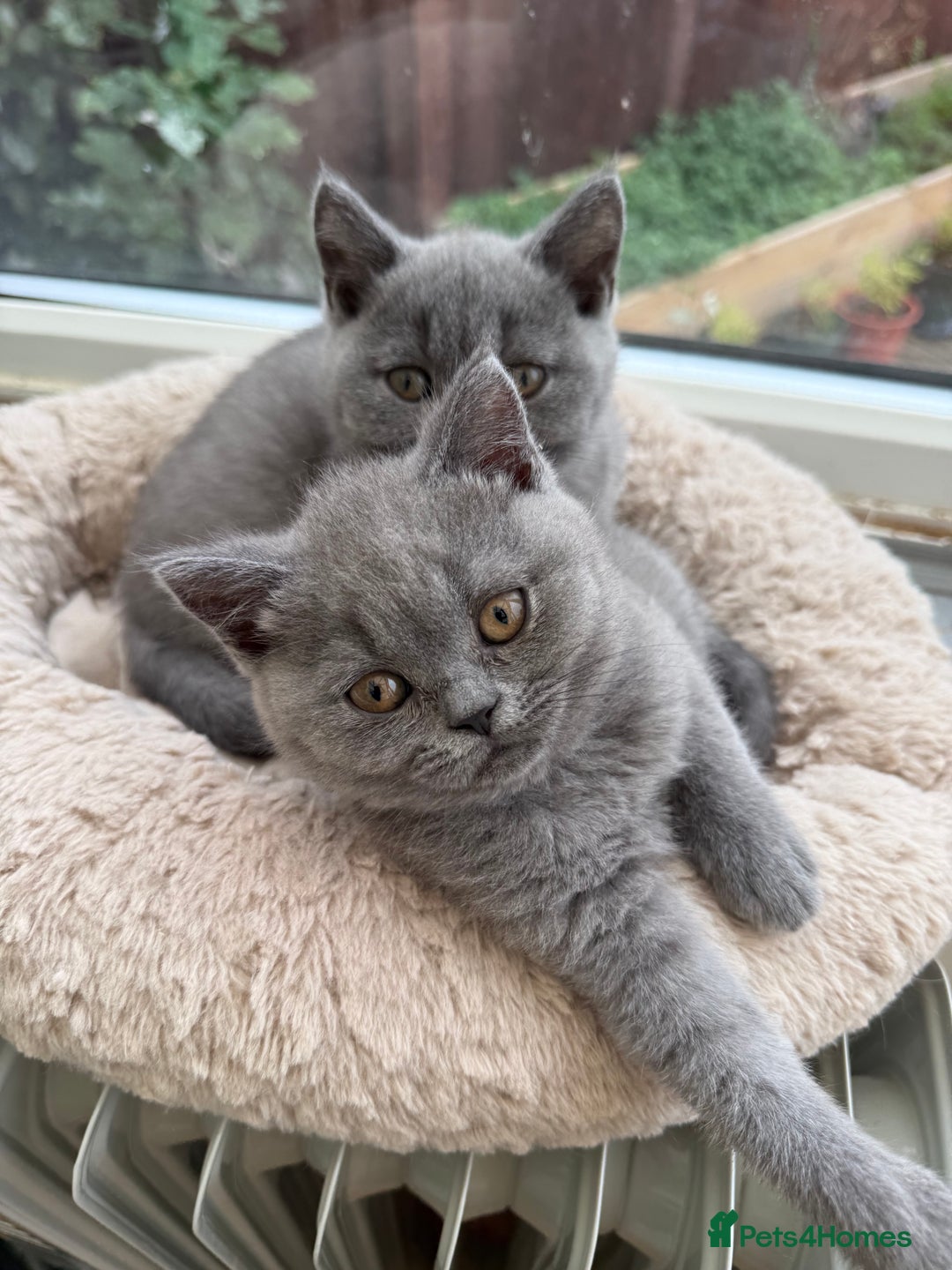 British Shorthair cats for sale: Rare Coloured British Shorthair kittens - Image 15