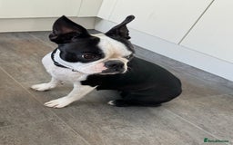 Boston Terrier dogs for sale: Boston Terrier Girl  - Image 5