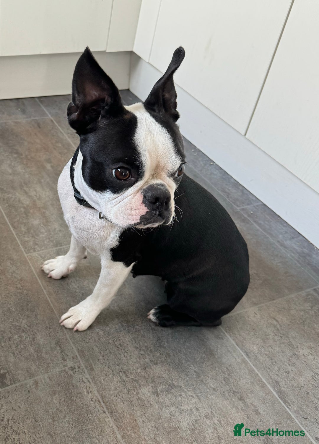 Boston Terrier dogs for sale: Boston Terrier Girl  - Image 5