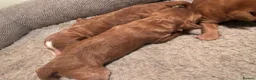Cockapoo dogs for sale: Dark Fox red F1 toy / show cocker health tested - Advert 11